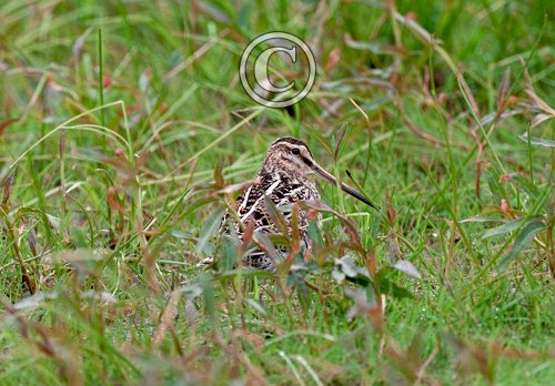 Common Snipe DM1053
